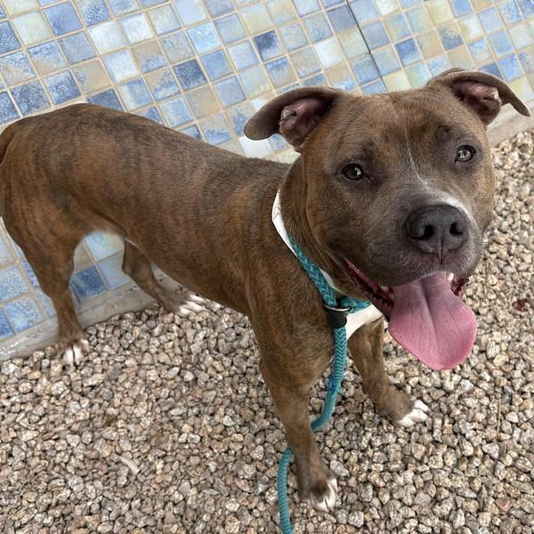 Enlarge KOA, a Adoptable mixed breed in Mesa, AZ image 1/1