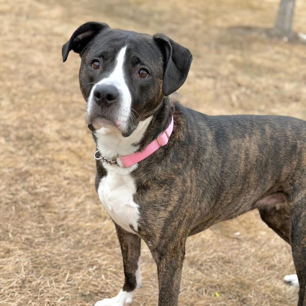 Enlarge Lucy, a Adoptable Mixed Breed in DeKalb, IL image 1/5