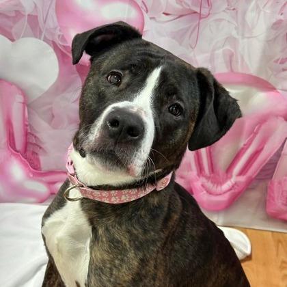 Lucy, Adoptable, Adult Female Mixed Breed.