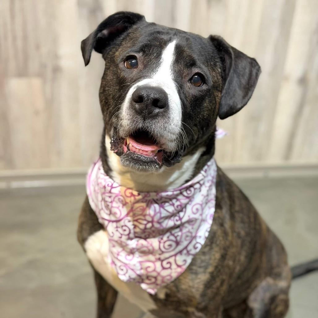 Enlarge Lucy, a Adoptable Mixed Breed in DeKalb, IL image 3/5