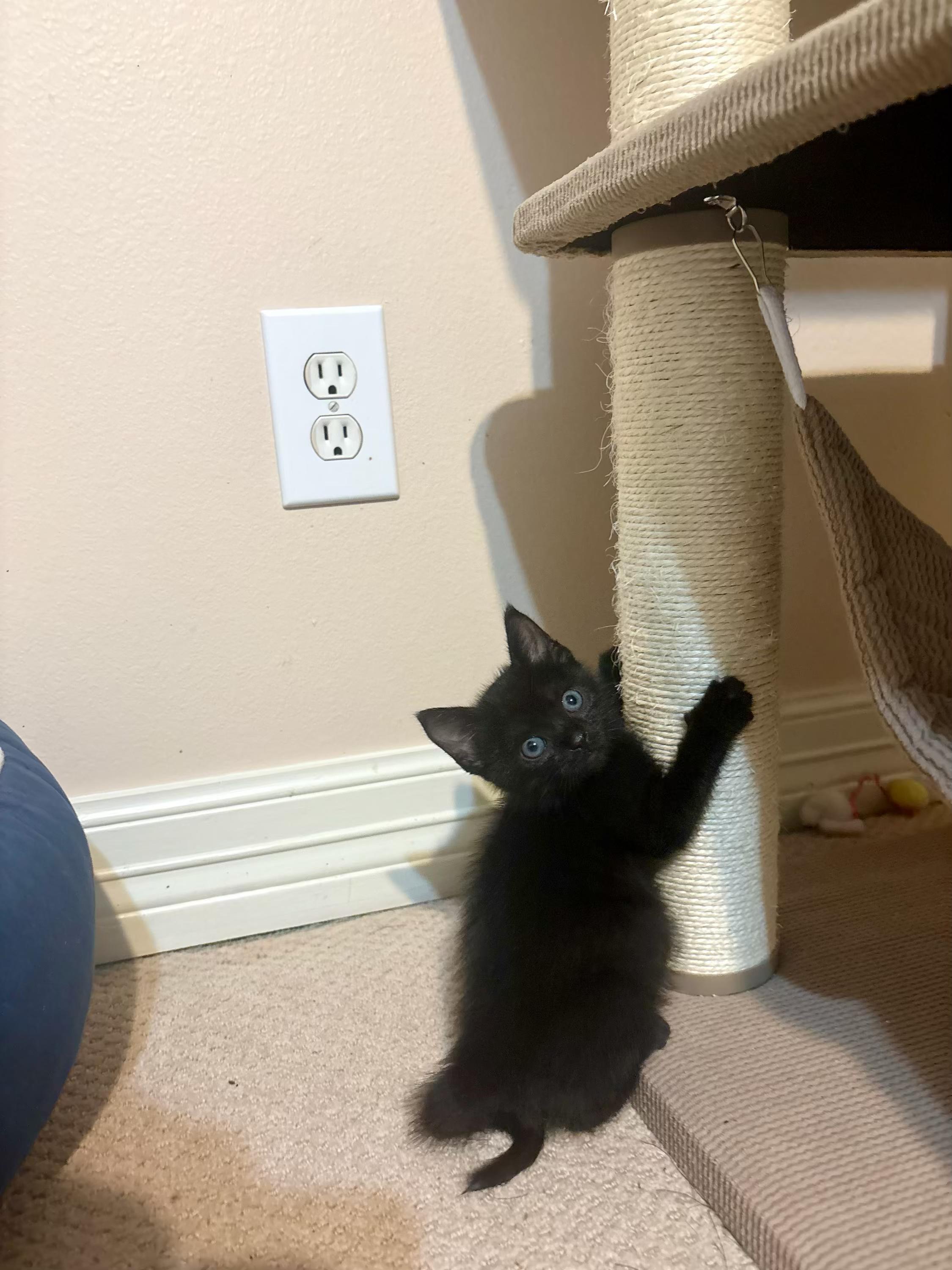 James Earl Jones, an adopted Domestic Short Hair in Houston, TX image 3/4