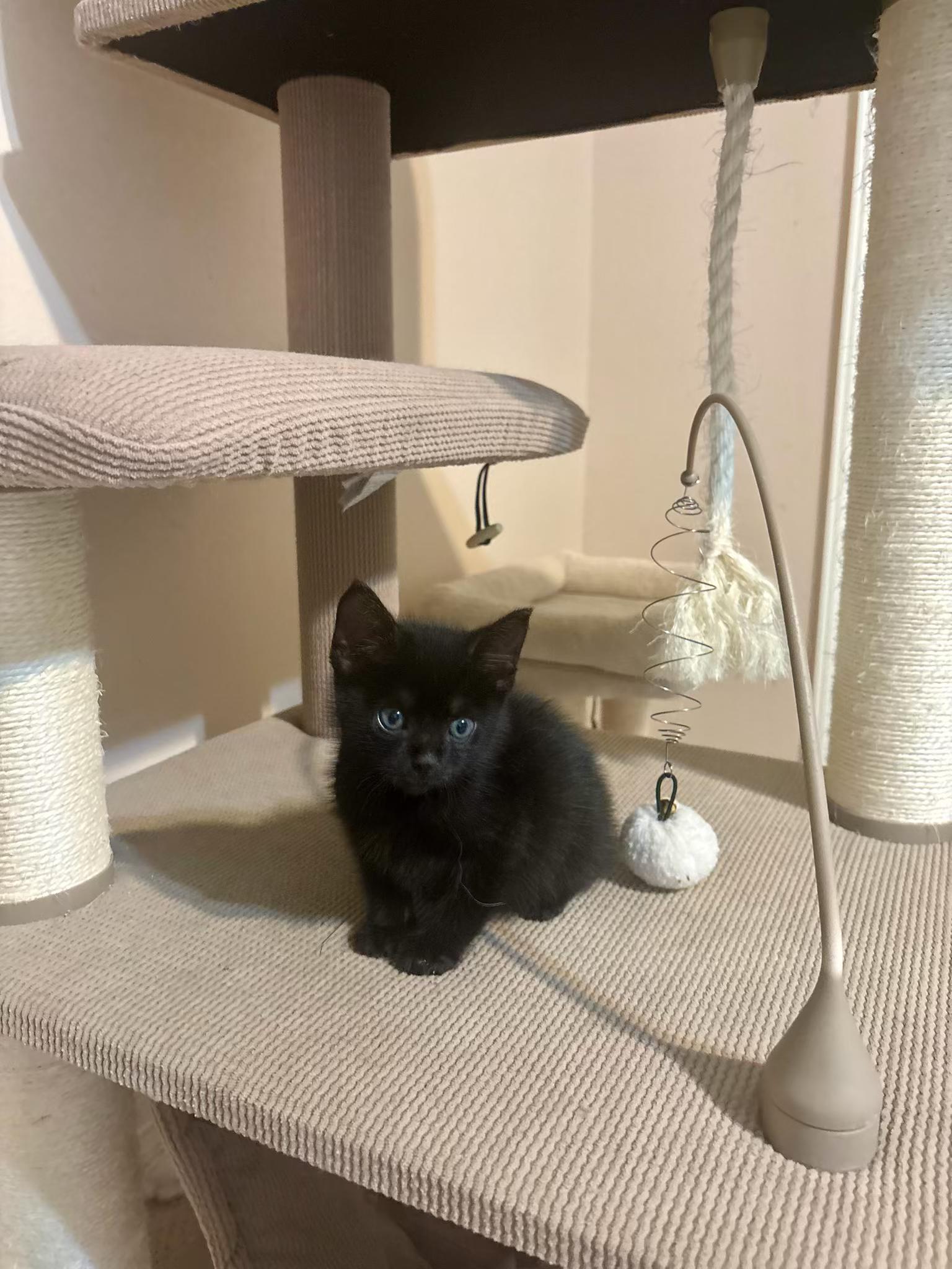 James Earl Jones, an adopted Domestic Short Hair in Houston, TX image 4/4