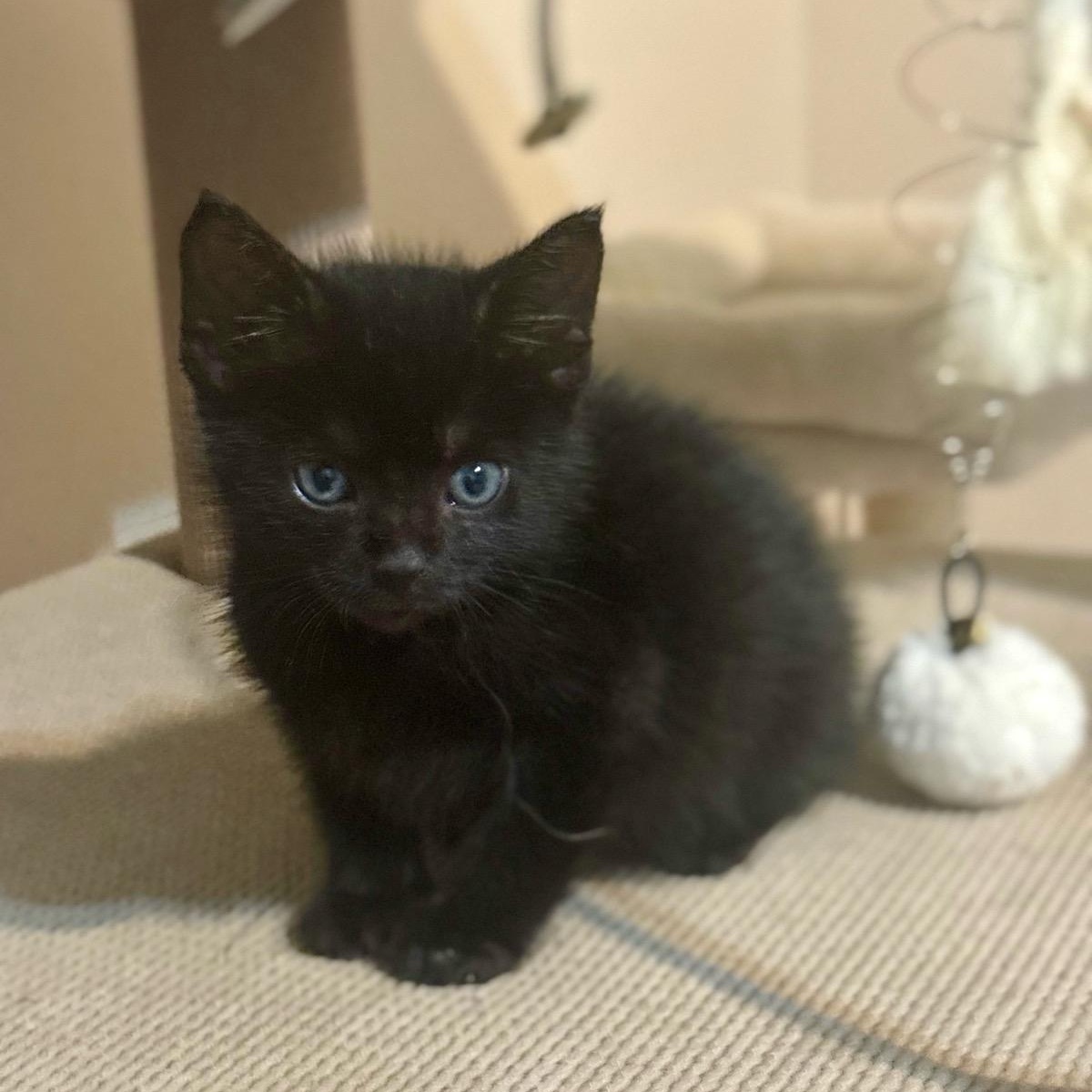 James Earl Jones, adopted, Kitten Male Domestic Short Hair.