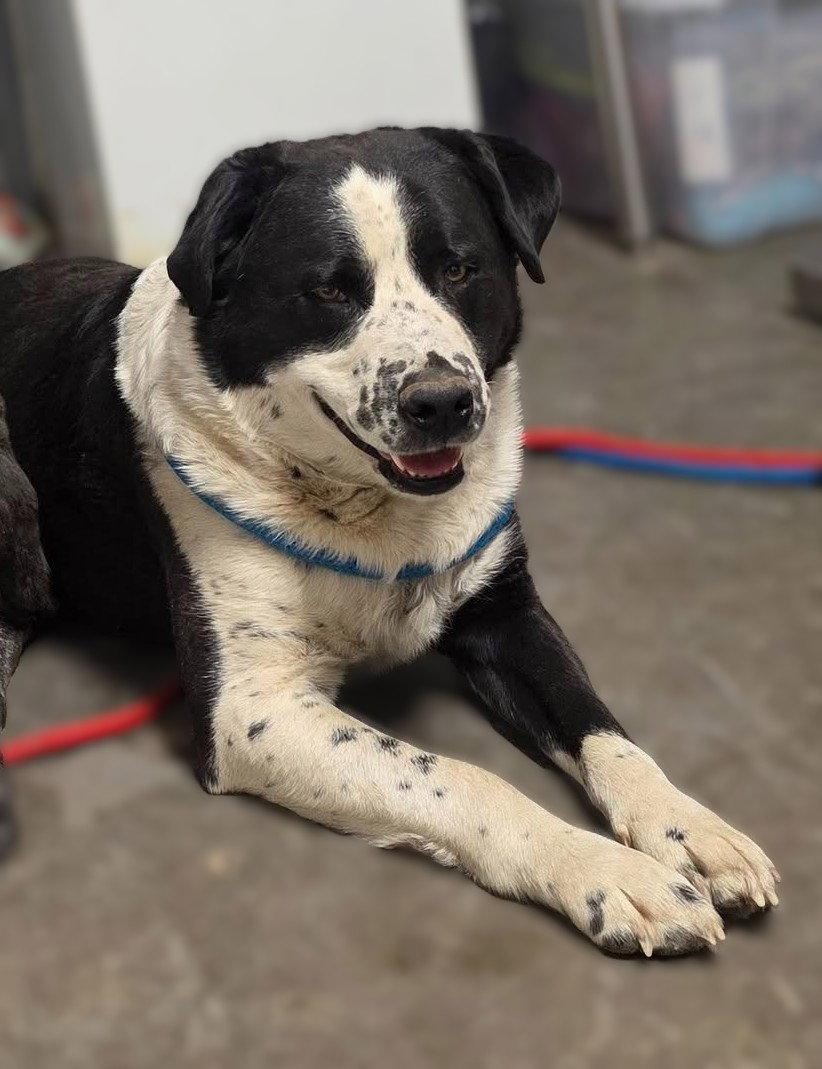 Enlarge Ozzy, a Adoptable mixed breed in Las Vegas, NM image 1/2