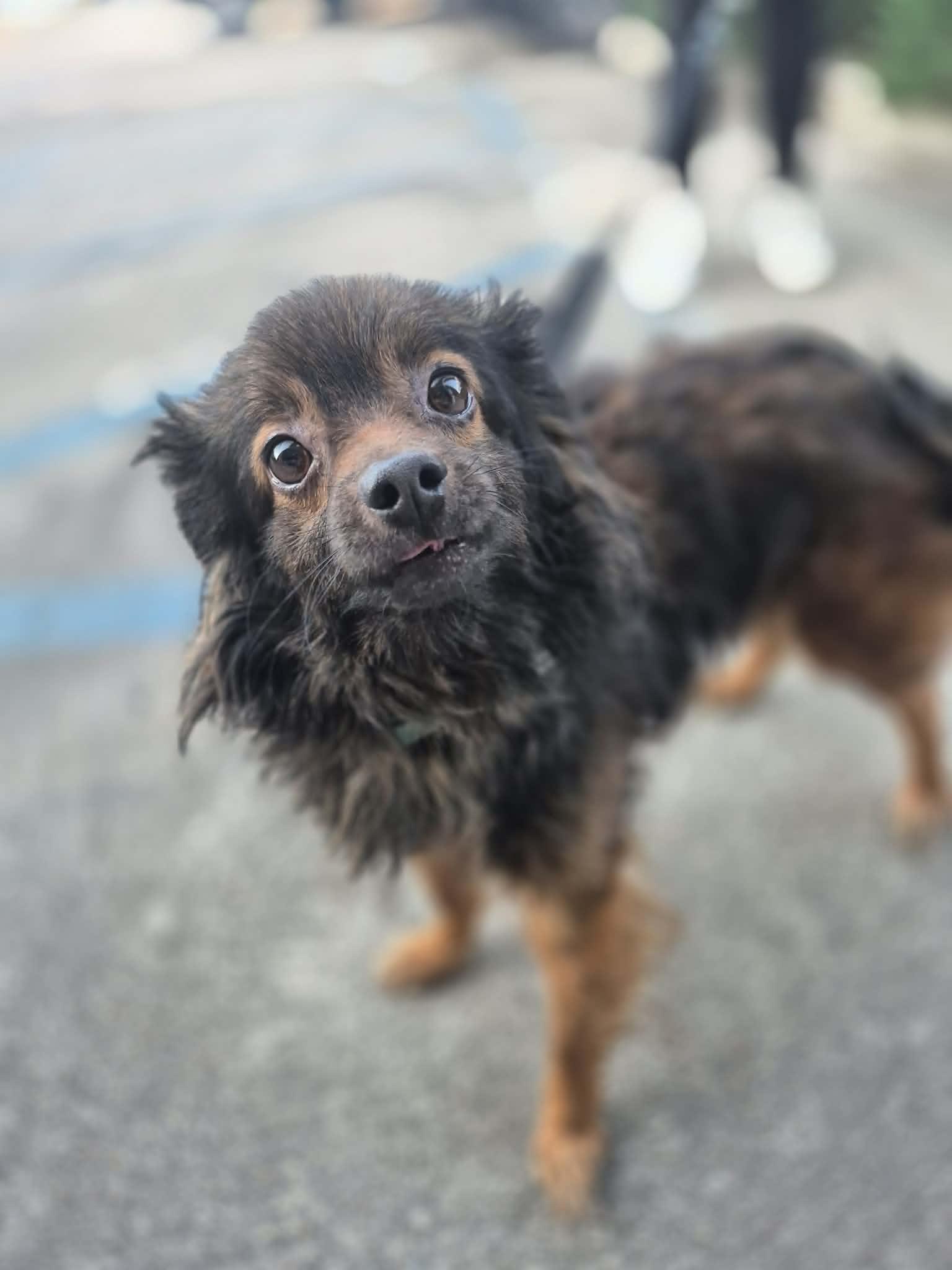 Kingston, a ADOPTABLE mixed breed in metairie, LA image 2/6