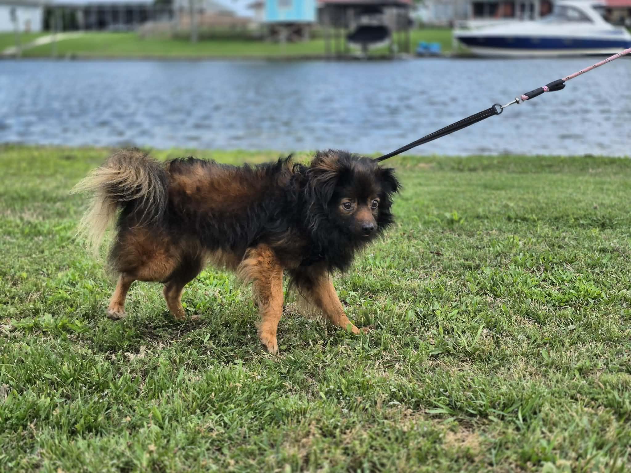 Kingston, a ADOPTABLE mixed breed in metairie, LA image 3/6
