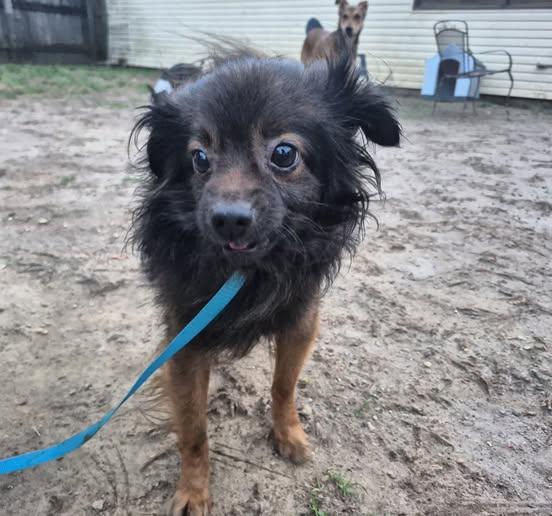 Kingston, a ADOPTABLE mixed breed in metairie, LA image 6/6