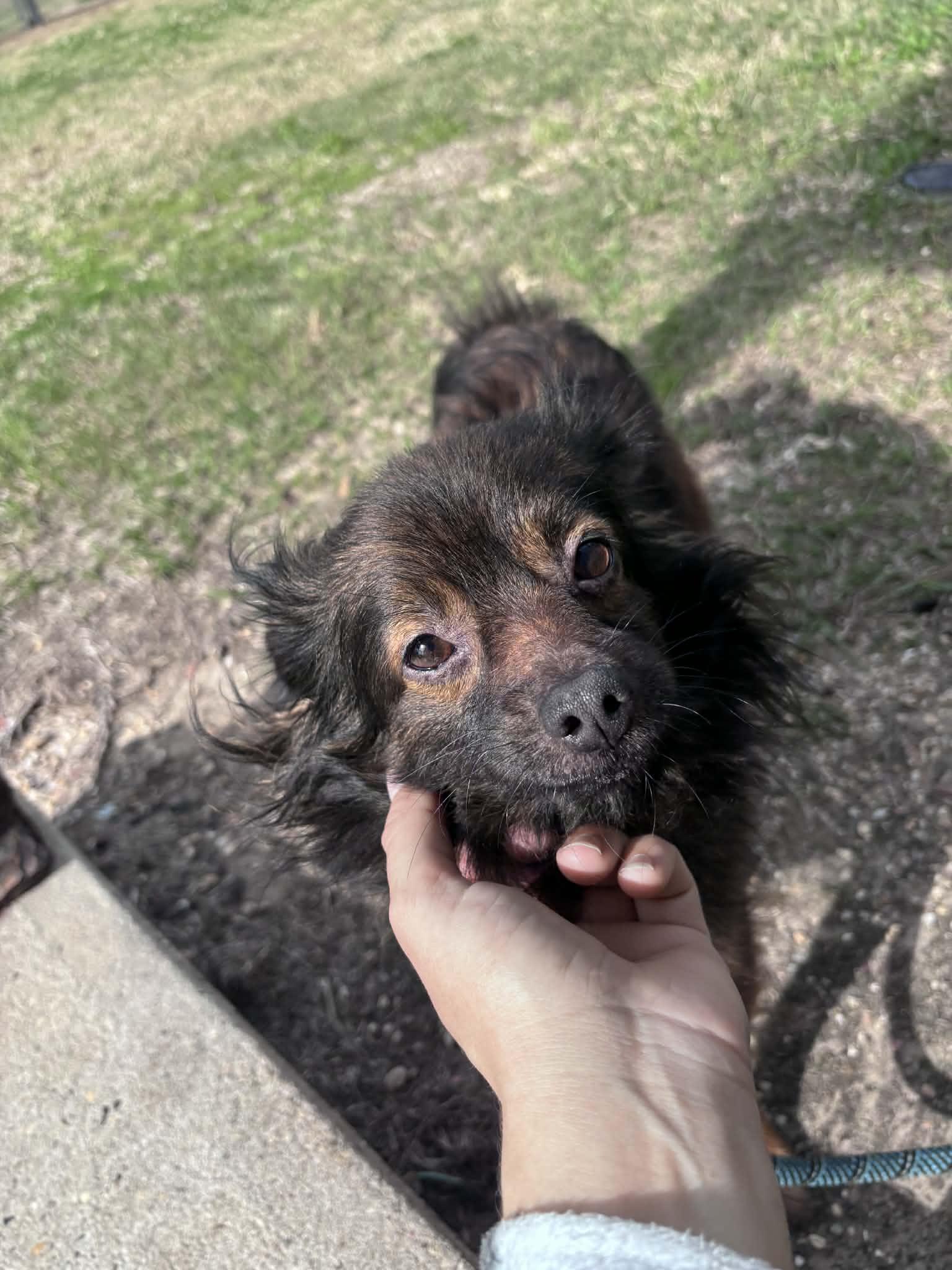 Kingston, a ADOPTABLE mixed breed in metairie, LA image 4/6