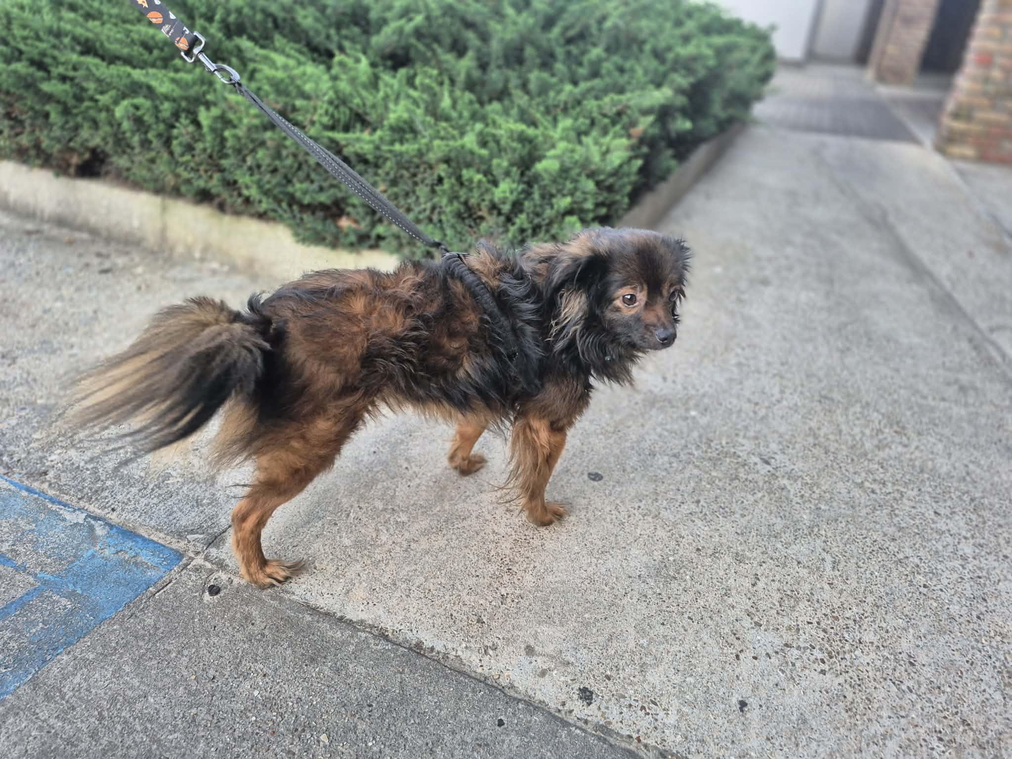 Kingston, a ADOPTABLE mixed breed in metairie, LA image 5/6