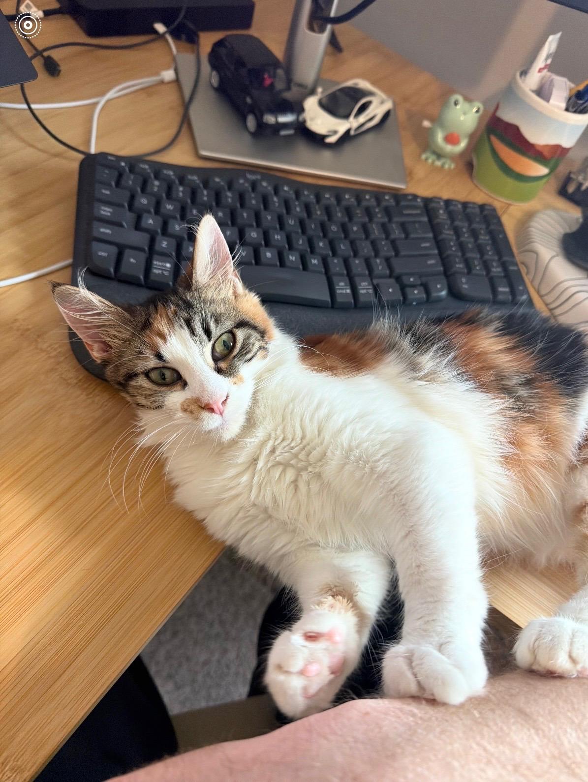 AMORA, a ADOPTABLE Domestic Long Hair in Fairview Heights, IL image 1/4