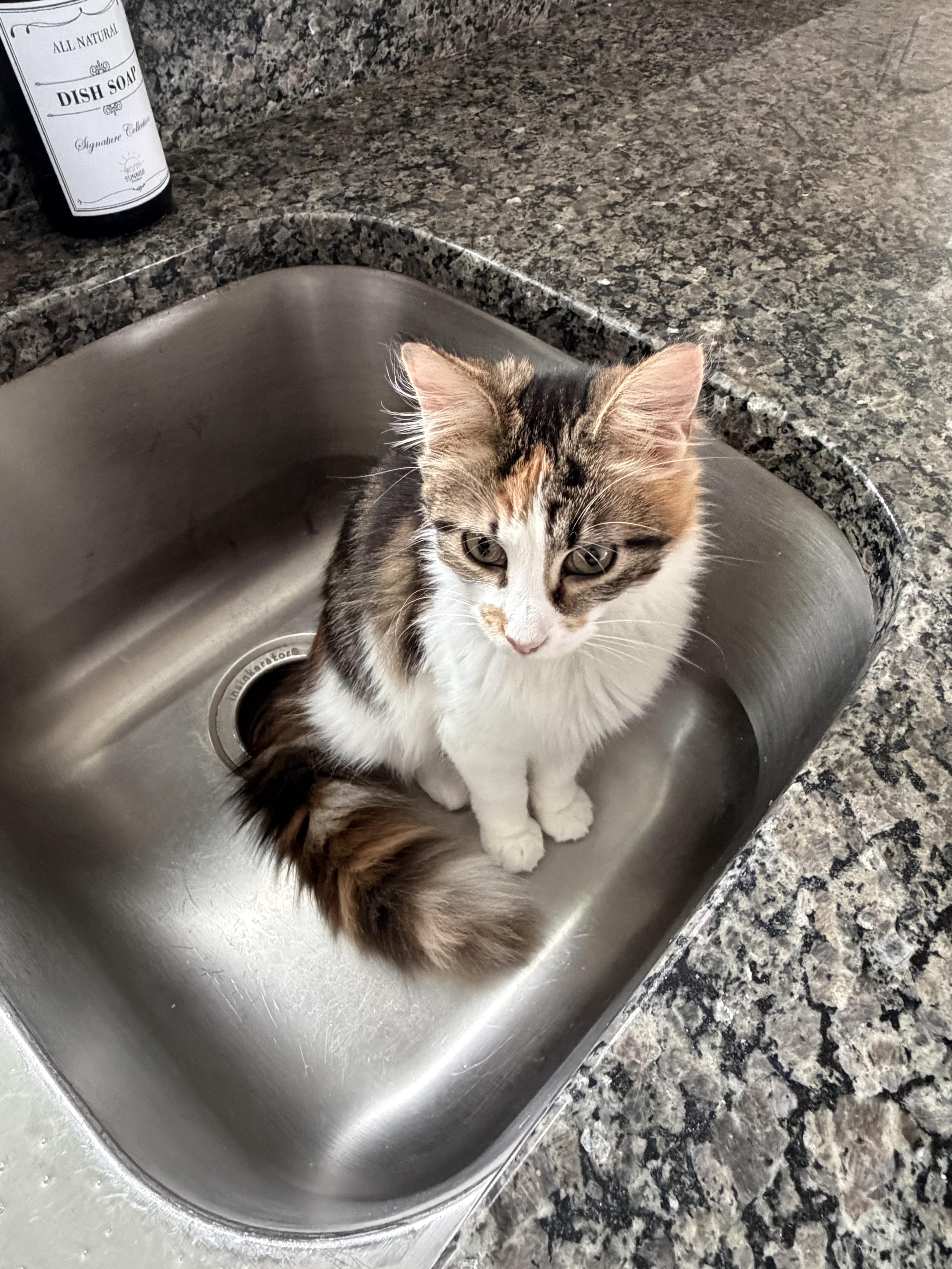 AMORA, a ADOPTABLE Domestic Long Hair in Fairview Heights, IL image 2/4