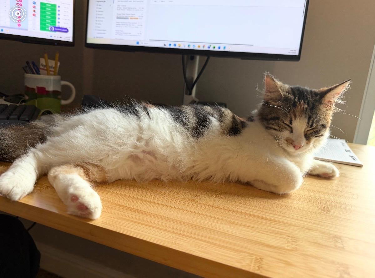 AMORA, a ADOPTABLE Domestic Long Hair in Fairview Heights, IL image 3/4