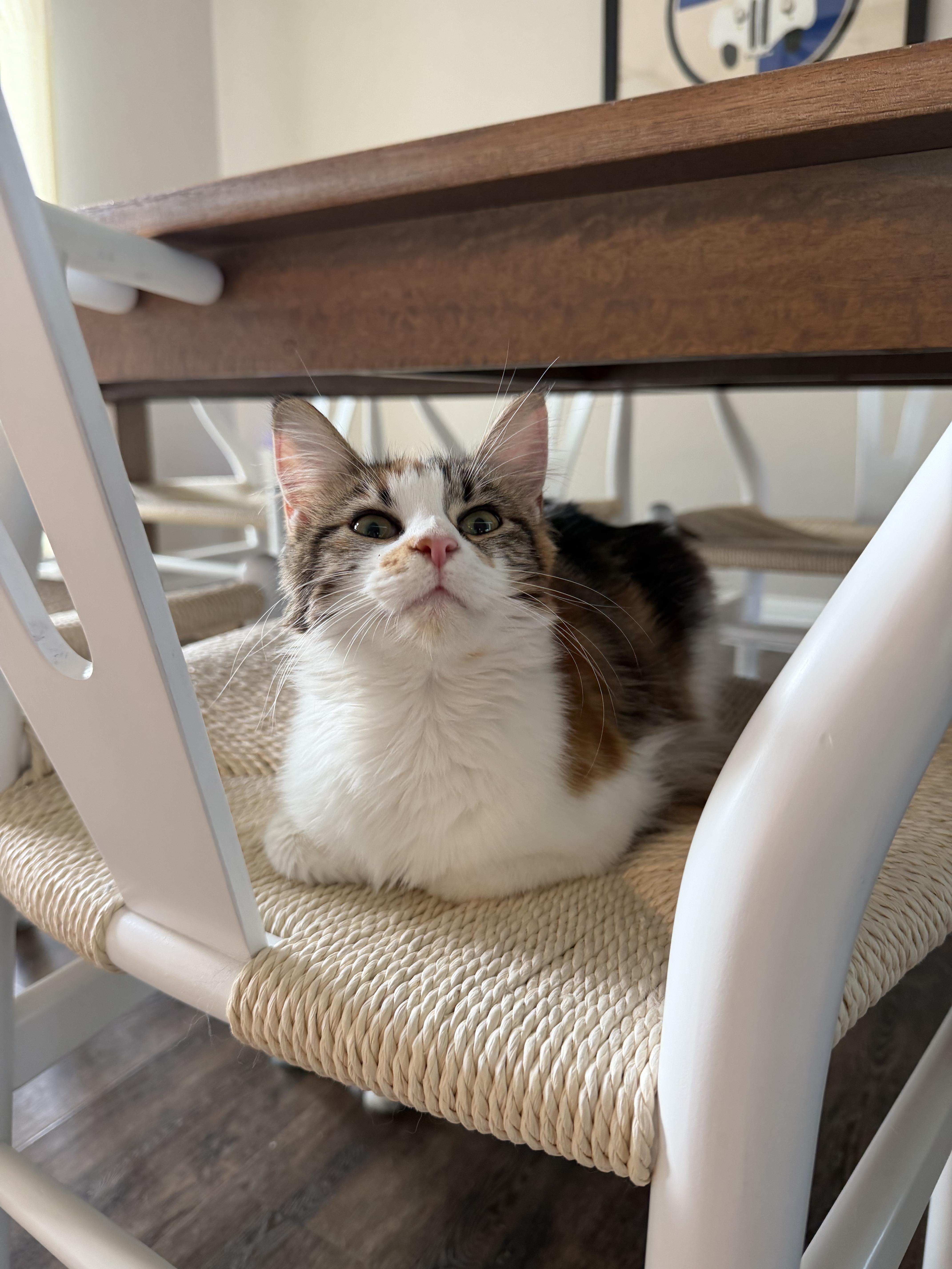 AMORA, a ADOPTABLE Domestic Long Hair in Fairview Heights, IL image 4/4