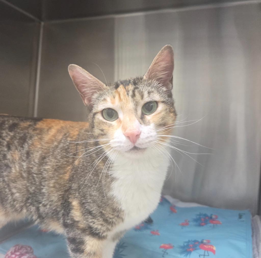 Alexandra, a Adoptable mixed breed in Peoria, AZ image 1/3