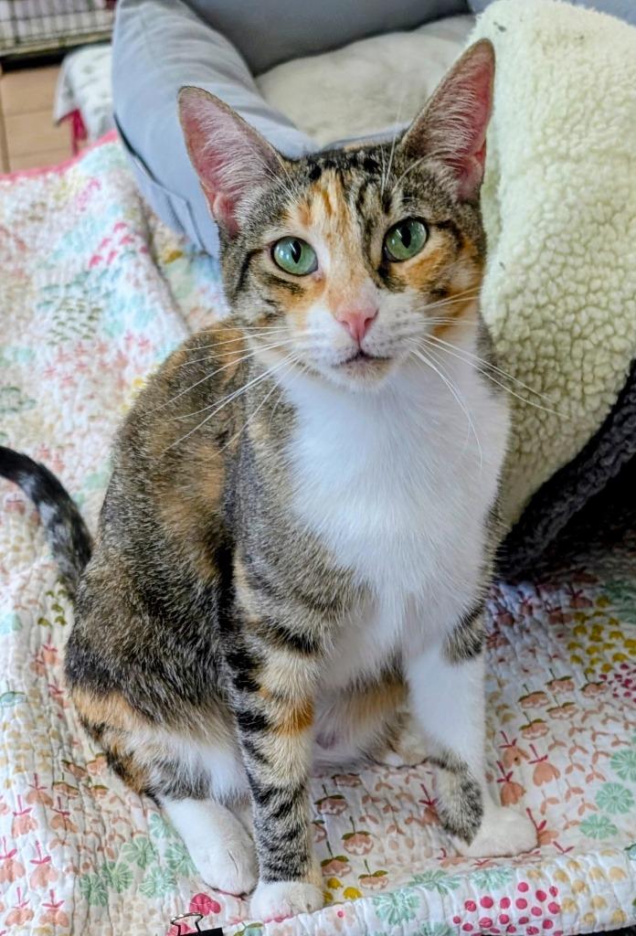 Alexandra, a Adoptable mixed breed in Peoria, AZ image 2/3