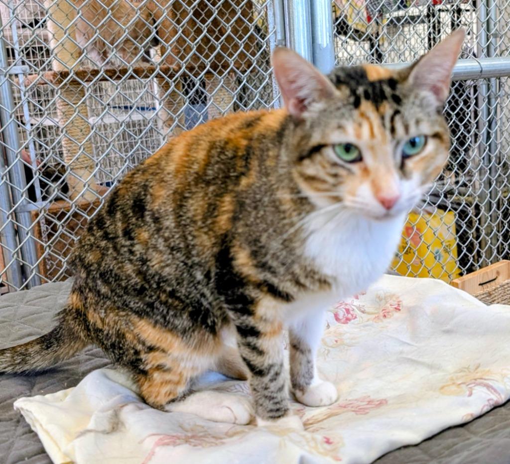 Alexandra, a Adoptable mixed breed in Peoria, AZ image 3/3