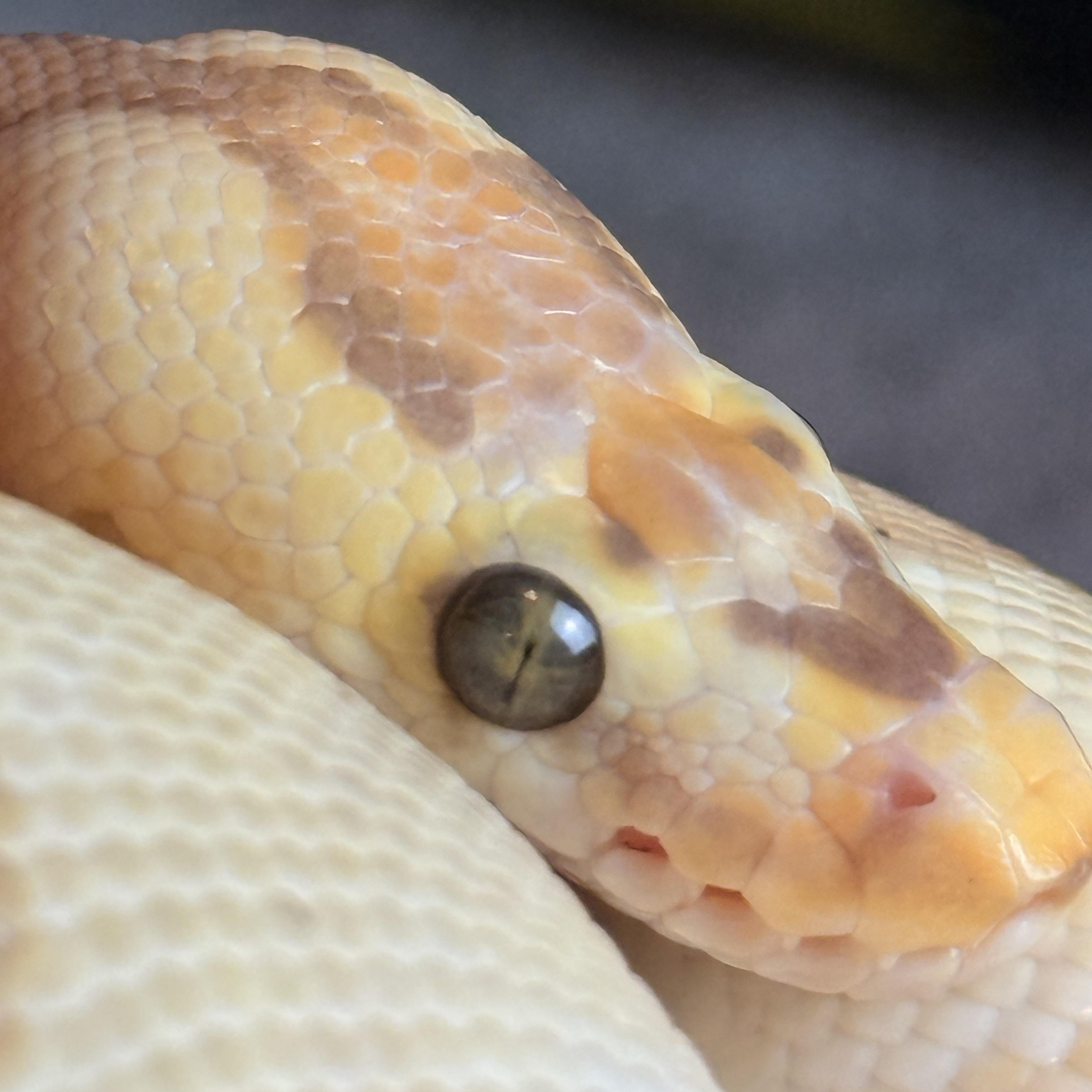 Enlarge Lemongrass, an adopted Ball Python in JACKSON, NJ image 2/3