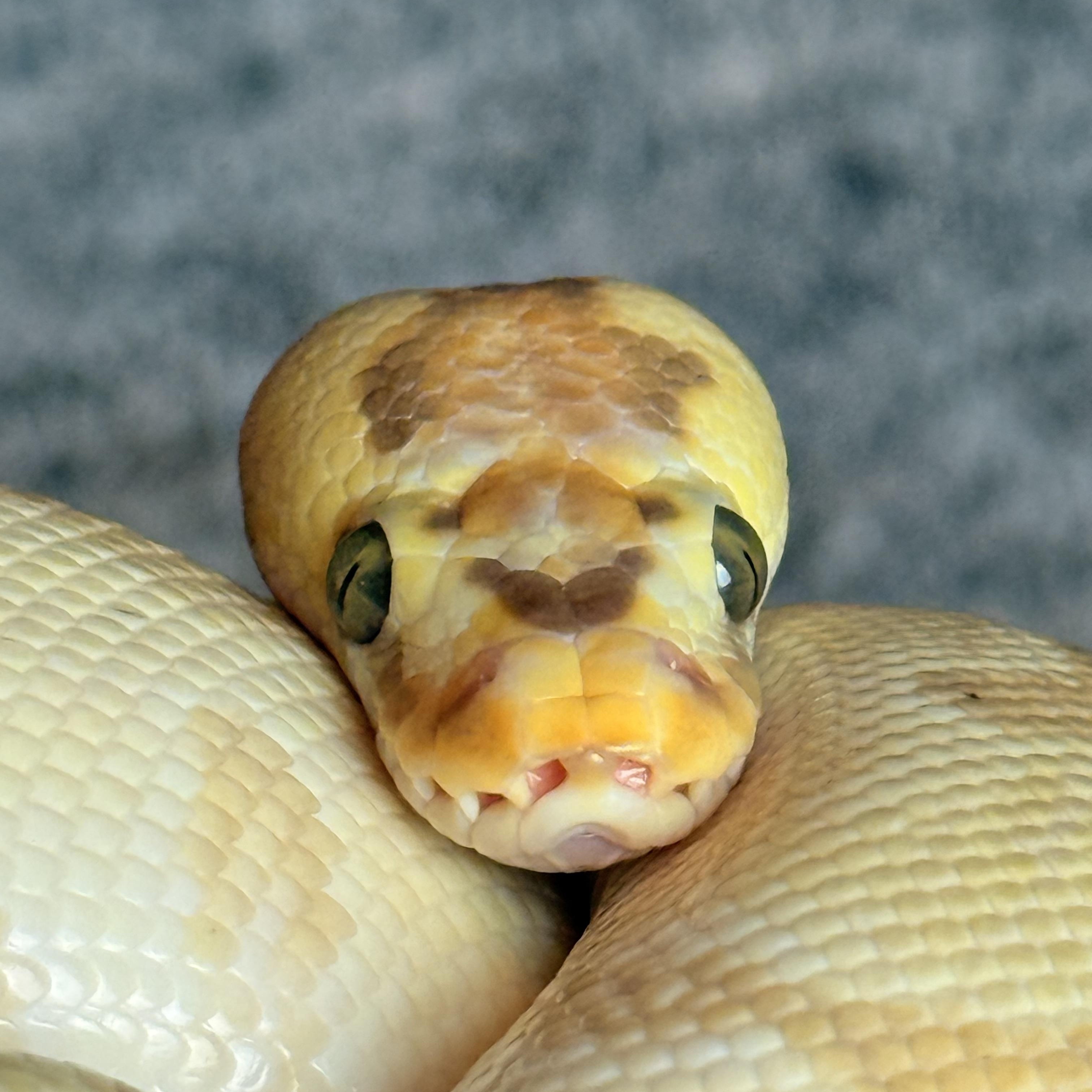 Lemongrass, adopted, Adult Male Ball Python.