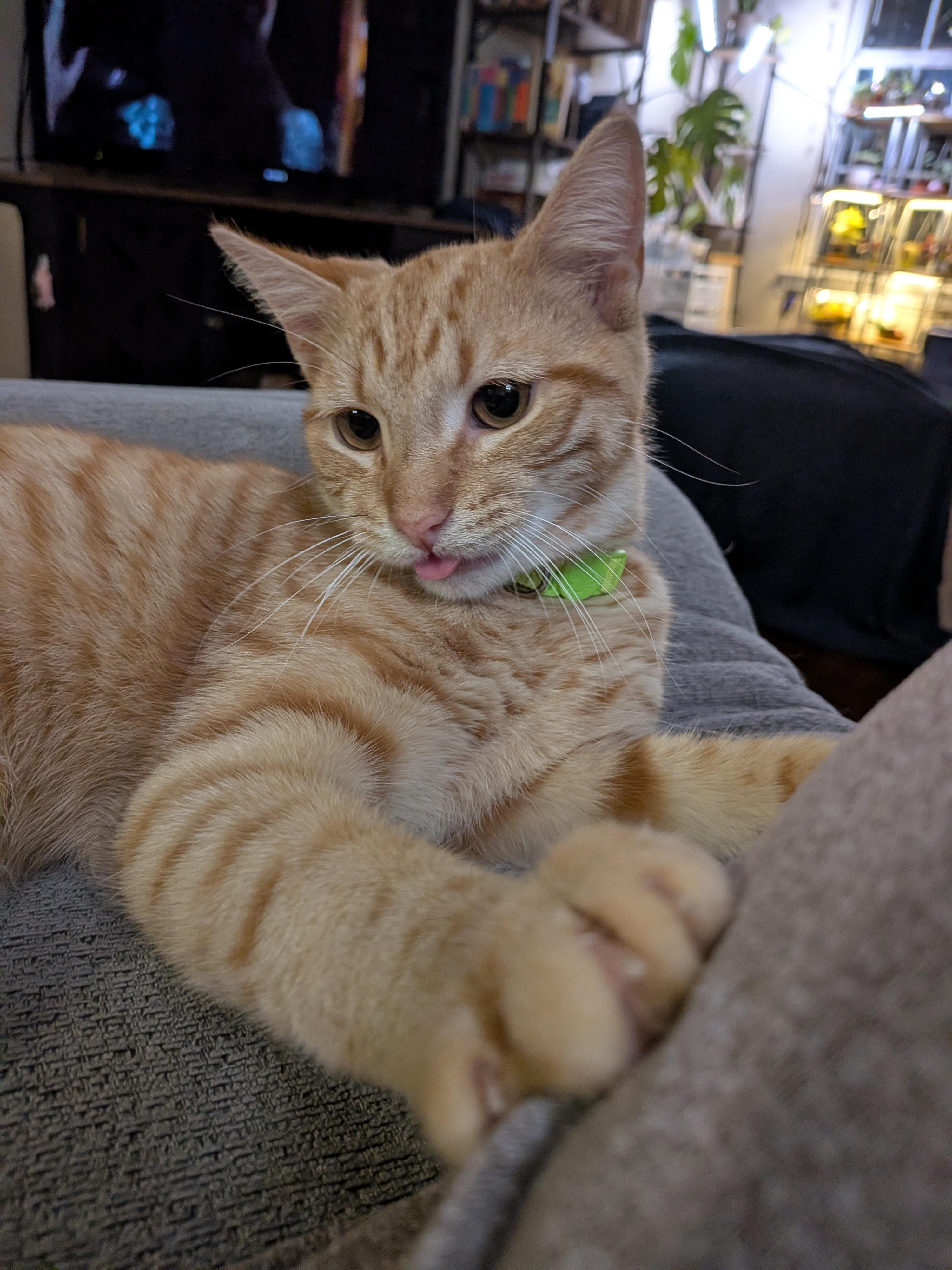 Enlarge Alfredo, a Adoptable mixed breed in Morris Plains, NJ image 5/6