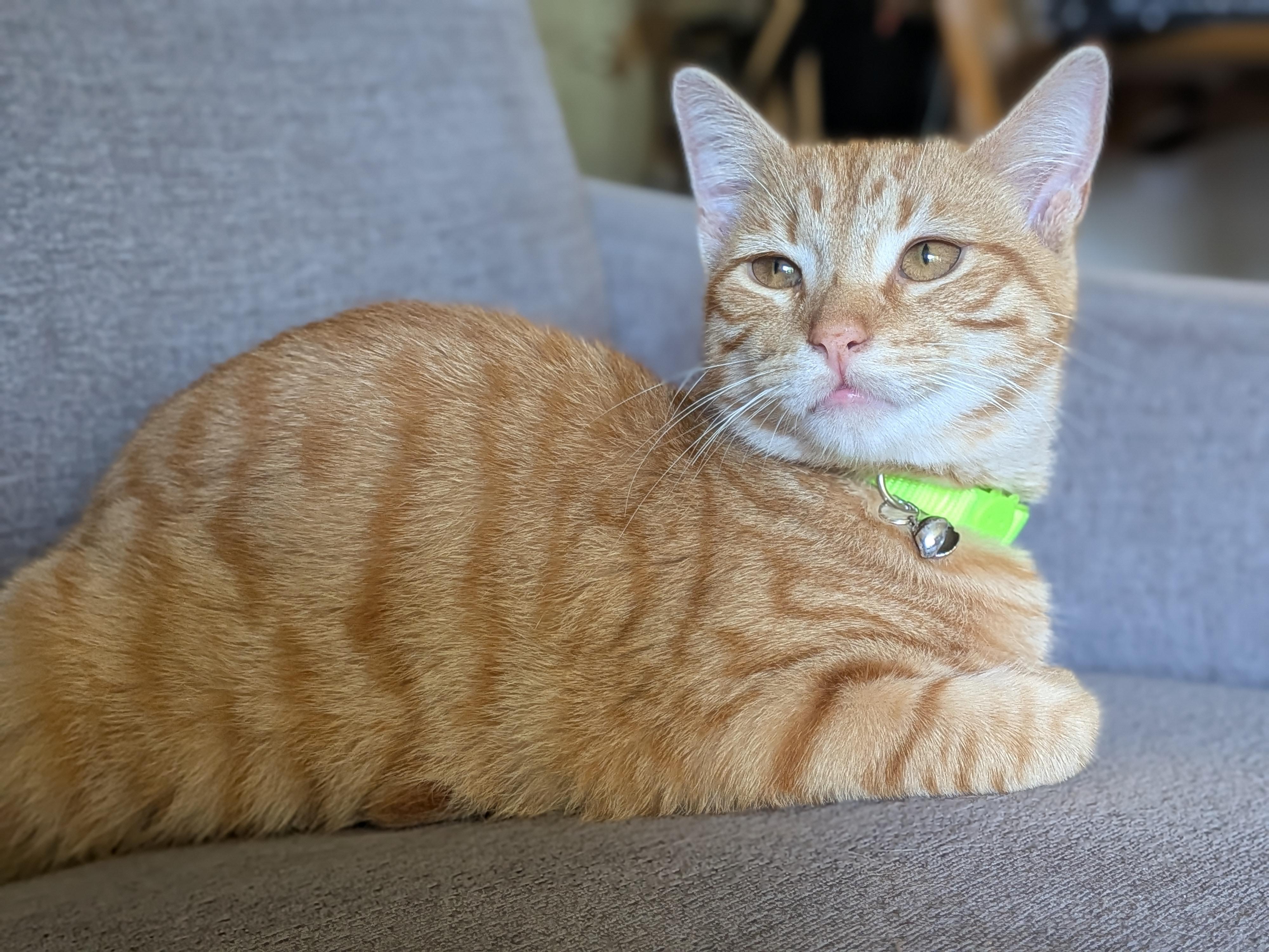Enlarge Alfredo, a Adoptable mixed breed in Morris Plains, NJ image 1/6
