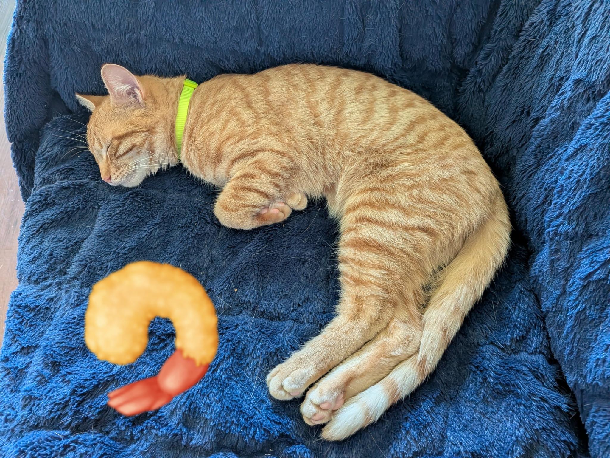 Enlarge Alfredo, a Adoptable mixed breed in Morris Plains, NJ image 4/6