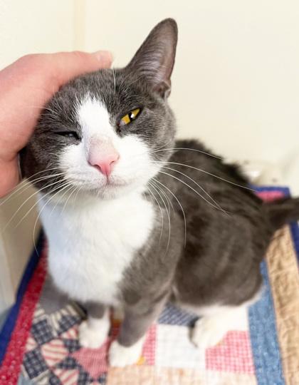 Venus - loving little sweetheart!, ADOPTABLE, Young Female Domestic Short Hair.