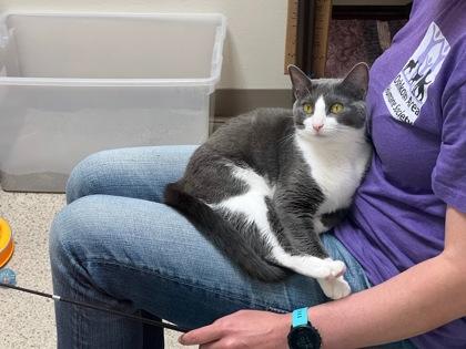 Enlarge Venus - loving little sweetheart!, a ADOPTABLE Domestic Short Hair in Oshkosh, WI image 3/4