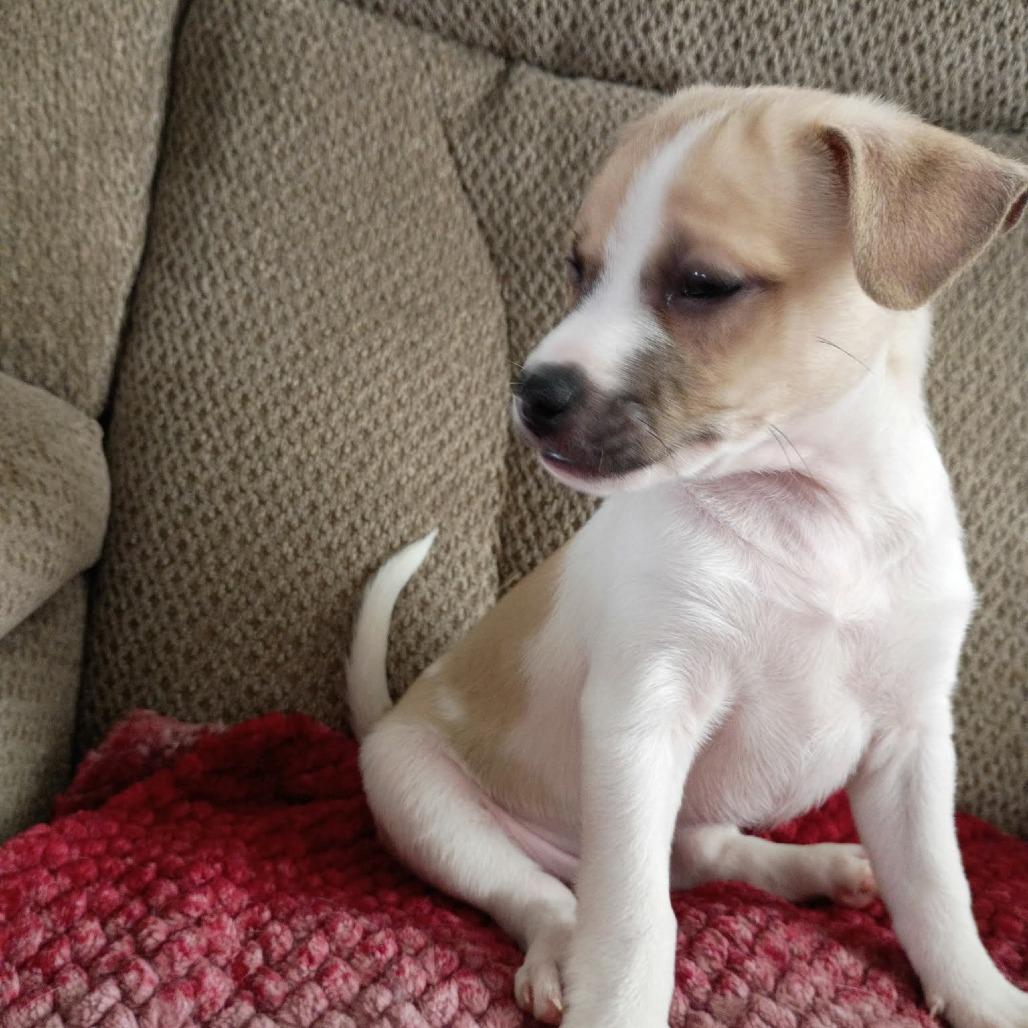 Twix, Adoptable, Puppy Male Chihuahua & Mixed Breed.
