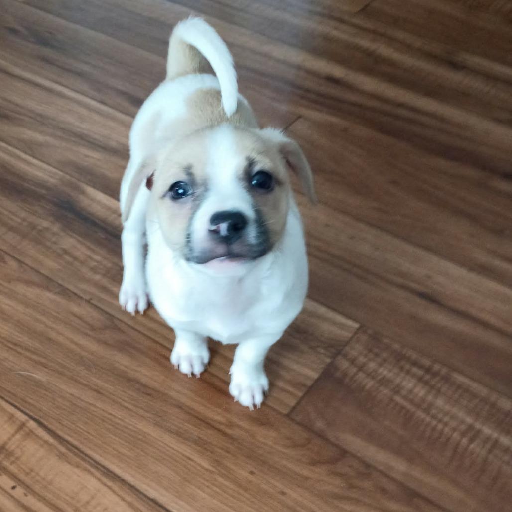 Enlarge Twix, a Adoptable mixed breed in Joliet, IL image 2/5