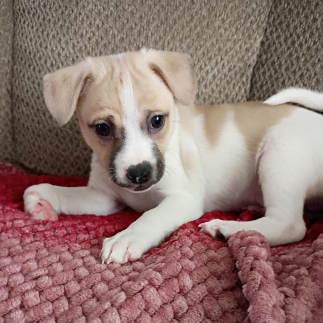 Enlarge Twix, a Adoptable mixed breed in Joliet, IL image 3/5