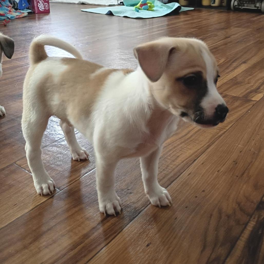 Enlarge Twix, a Adoptable mixed breed in Joliet, IL image 4/5