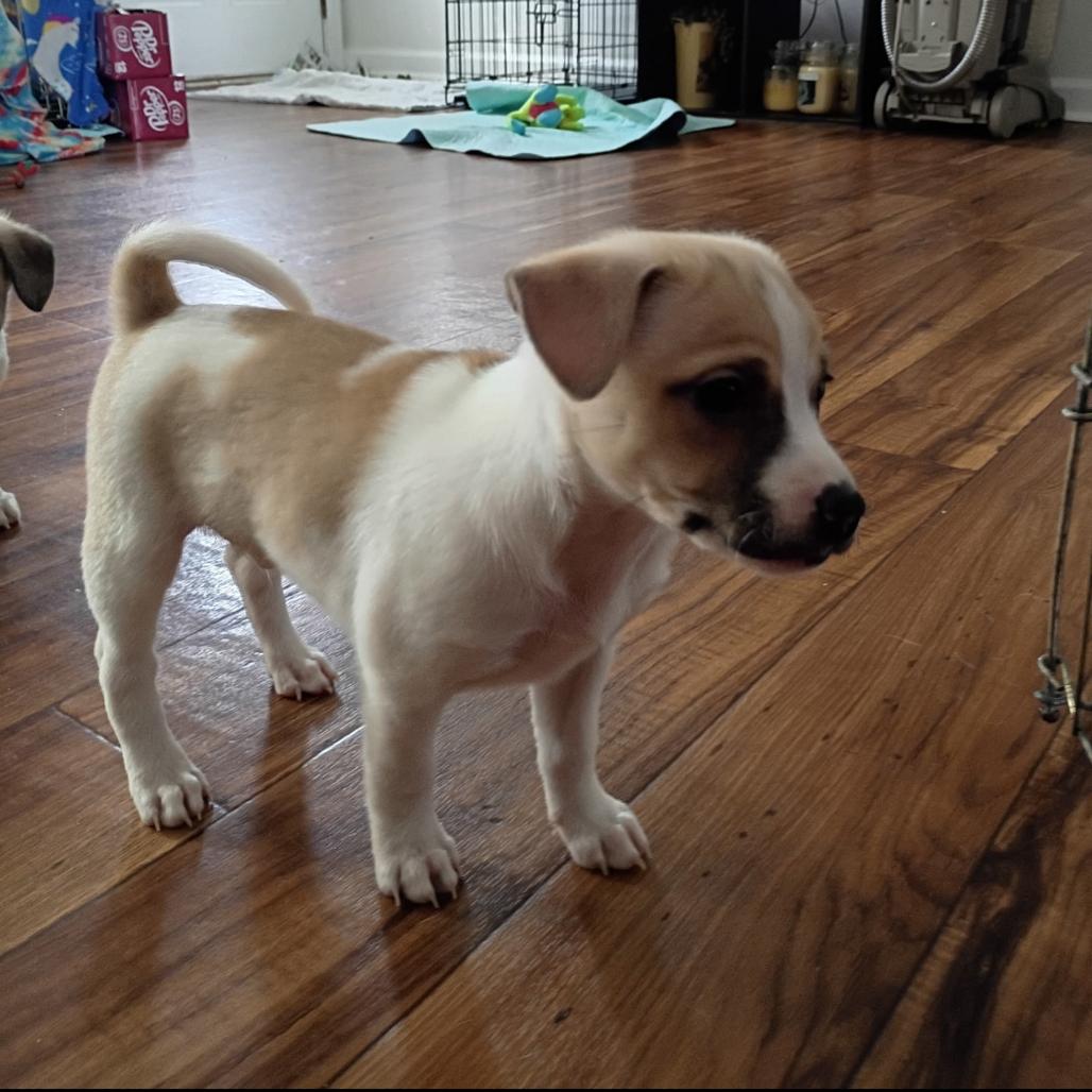 Enlarge Twix, a Adoptable mixed breed in Joliet, IL image 5/5