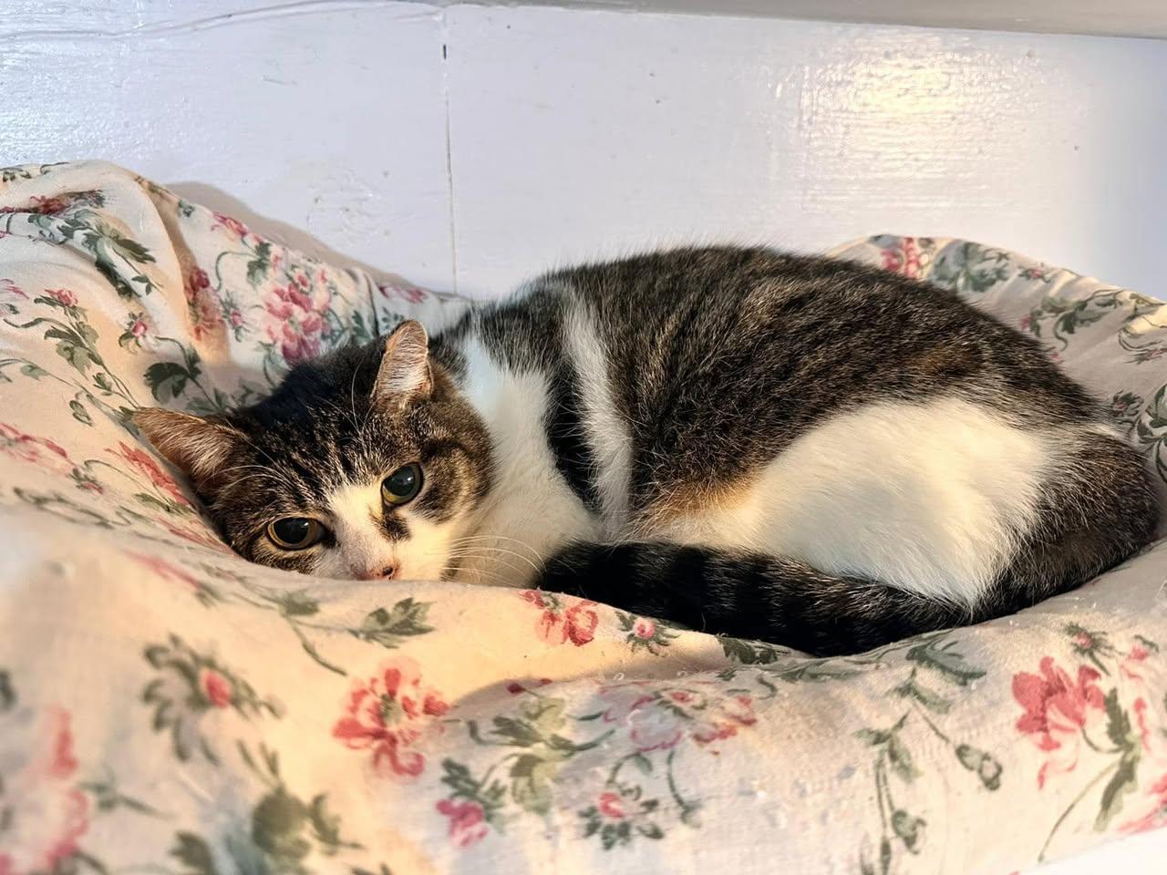 Winter, Young Female Domestic Short Hair