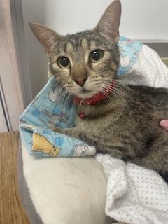 Mia, Adoptable, Young Female Tabby.