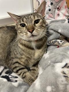 Mia, a Adoptable Tabby in Parlier, CA image 2/2