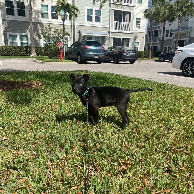 Fudge , a Adopted Mixed Breed in tampa, FL image 1/4