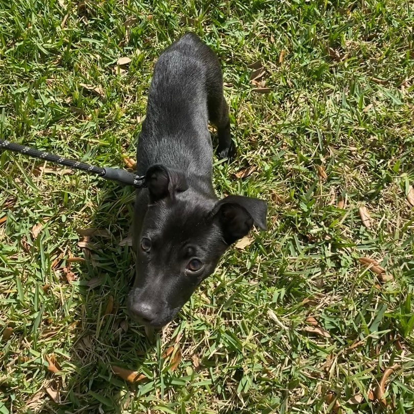 Fudge , a Adopted Mixed Breed in tampa, FL image 2/4