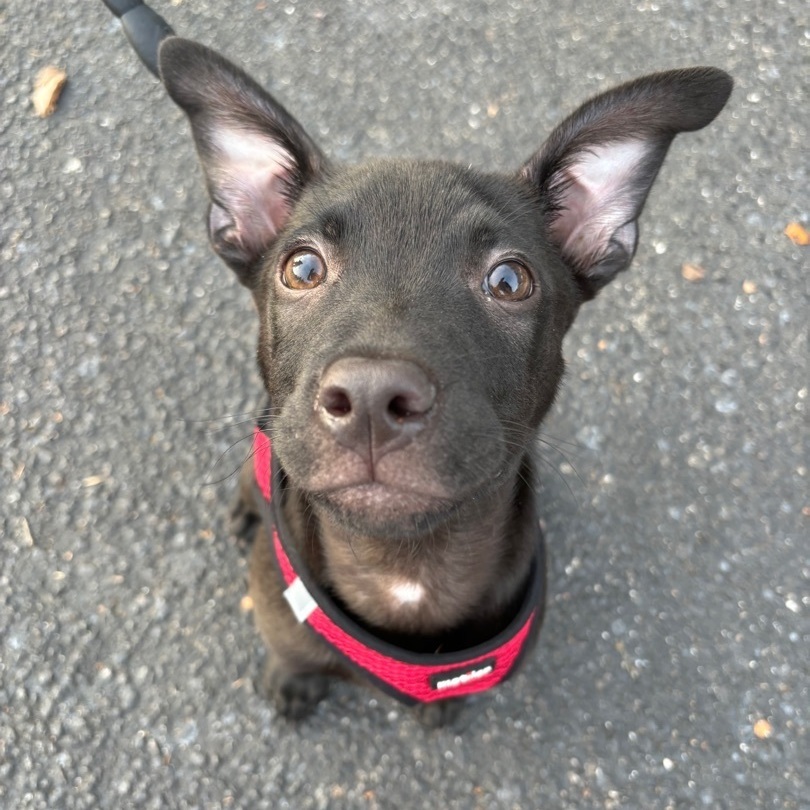 Fudge , a Adopted Mixed Breed in tampa, FL image 3/4