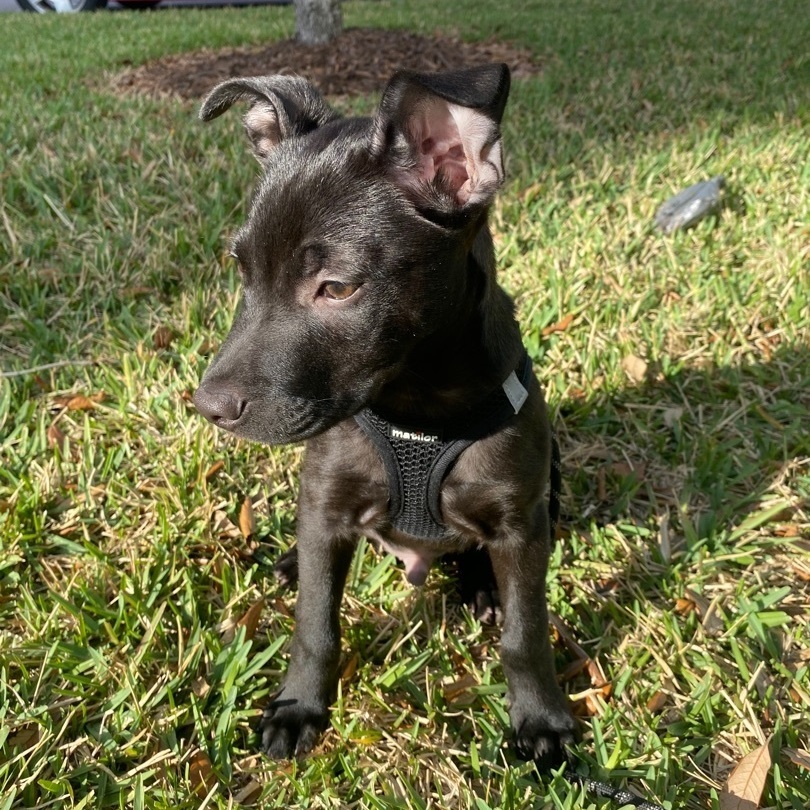 Fudge , a Adopted Mixed Breed in tampa, FL image 4/4