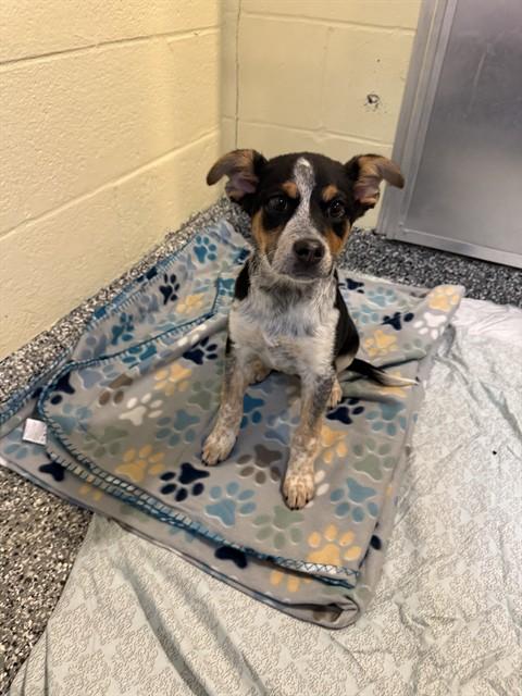 Enlarge IVY, a Adoptable Australian Cattle Dog / Blue Heeler in Brewster, MA image 1/1