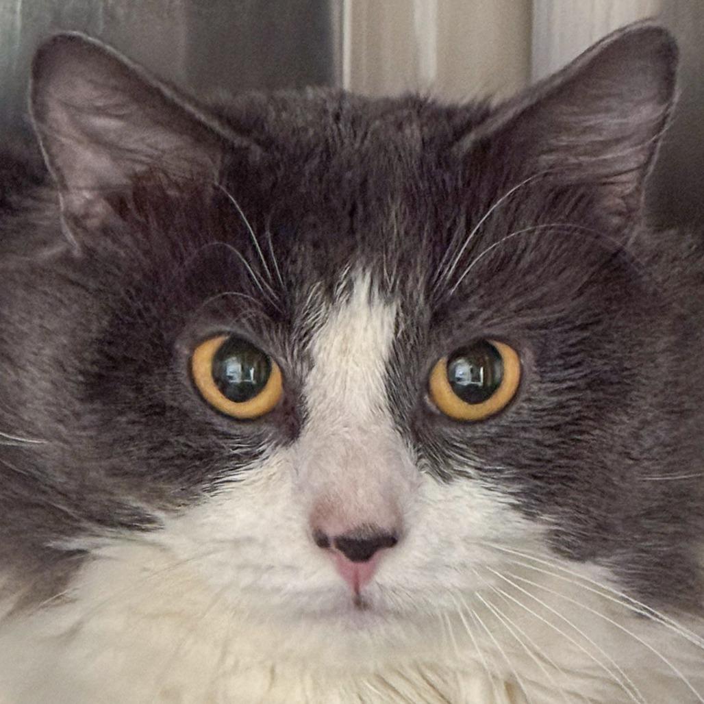 Enlarge Loki, a Adoptable Domestic Medium Hair in Kennebunk, ME image 1/2