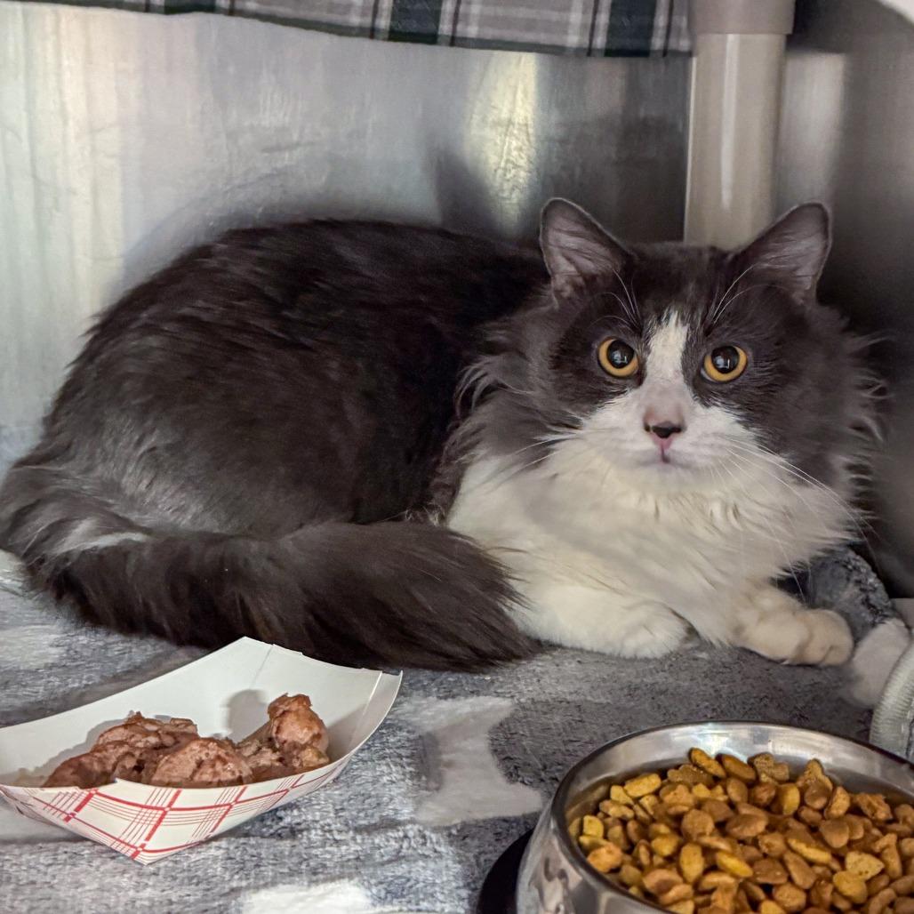 Enlarge Loki, a Adoptable Domestic Medium Hair in Kennebunk, ME image 2/2