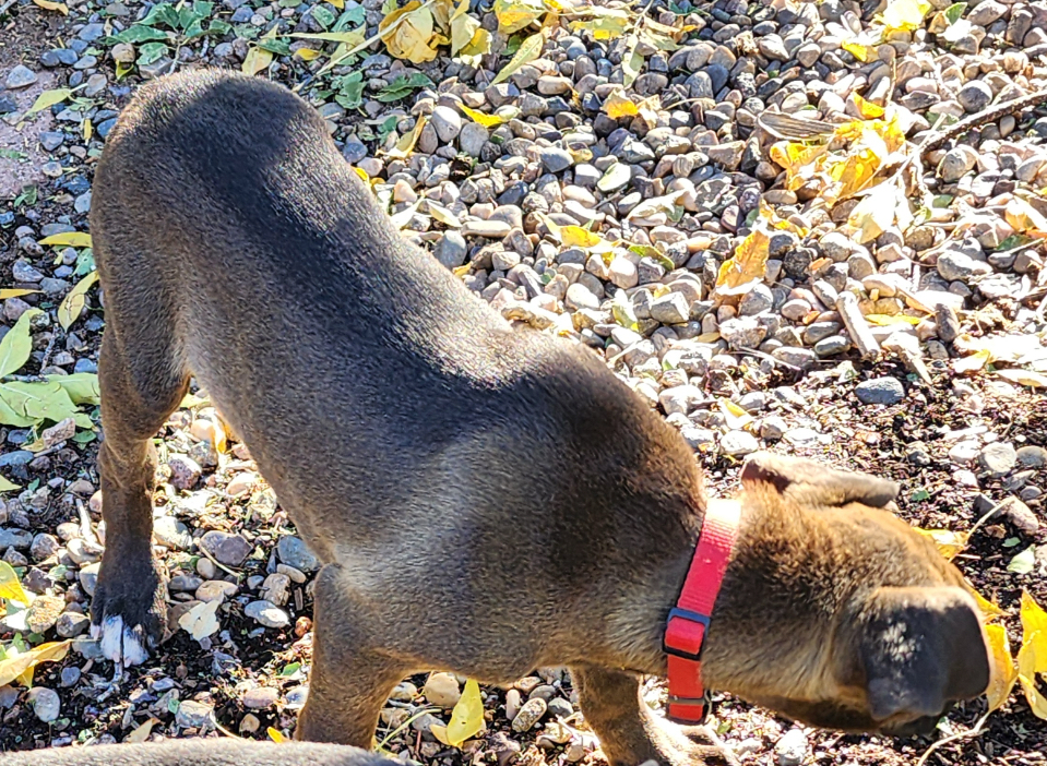 Enlarge Einstein, a Adopted Mixed Breed in Jemez Springs, NM image 1/2