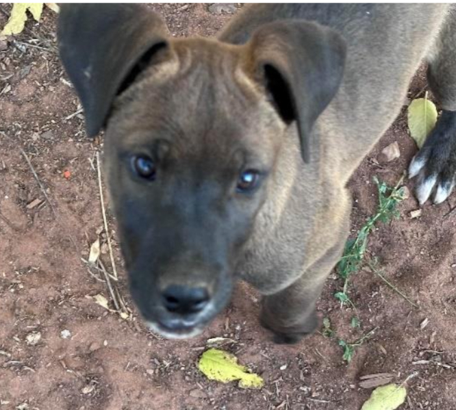 Enlarge Einstein, a Adopted Mixed Breed in Jemez Springs, NM image 2/2