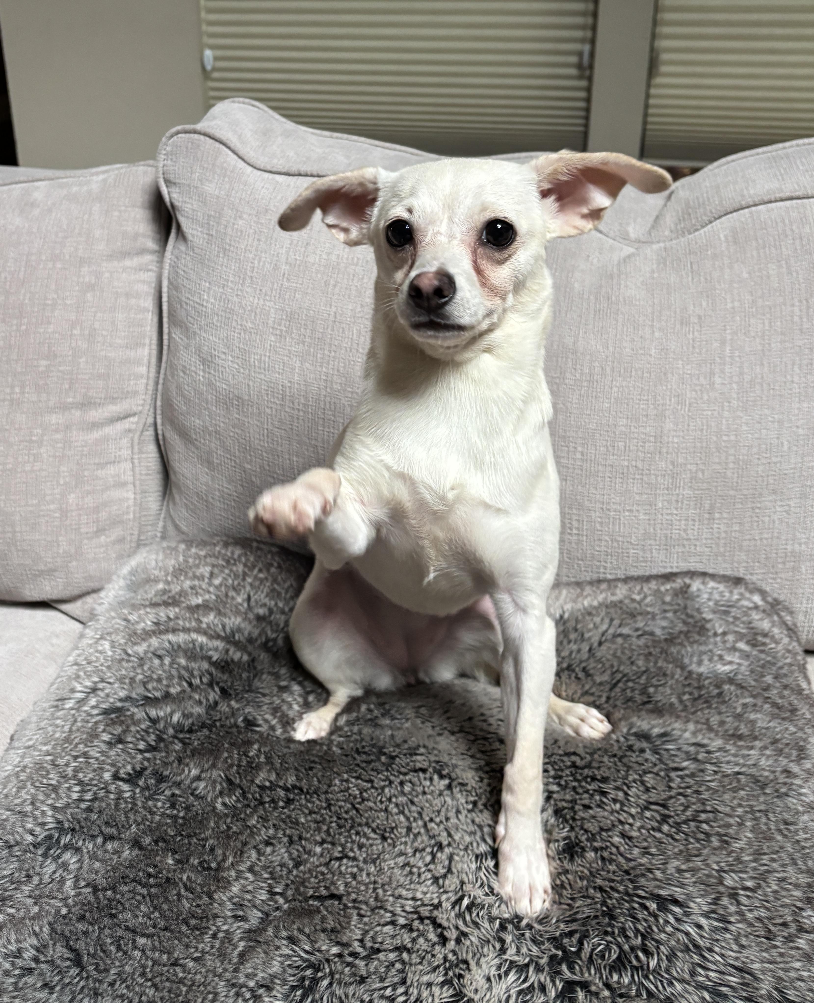 Enlarge Opal, a ADOPTABLE Chihuahua in Plano, TX image 1/2