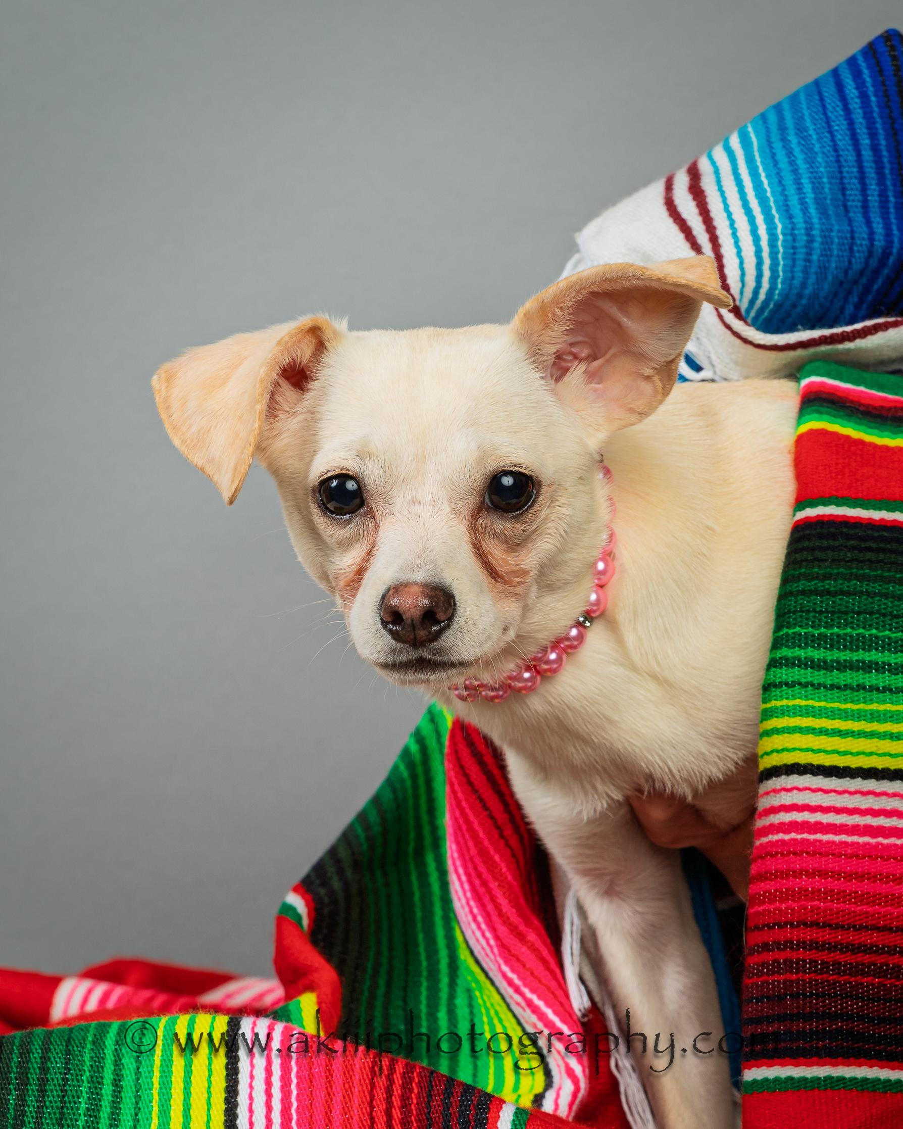 Opal, a ADOPTABLE Chihuahua in Plano, TX image 5/6