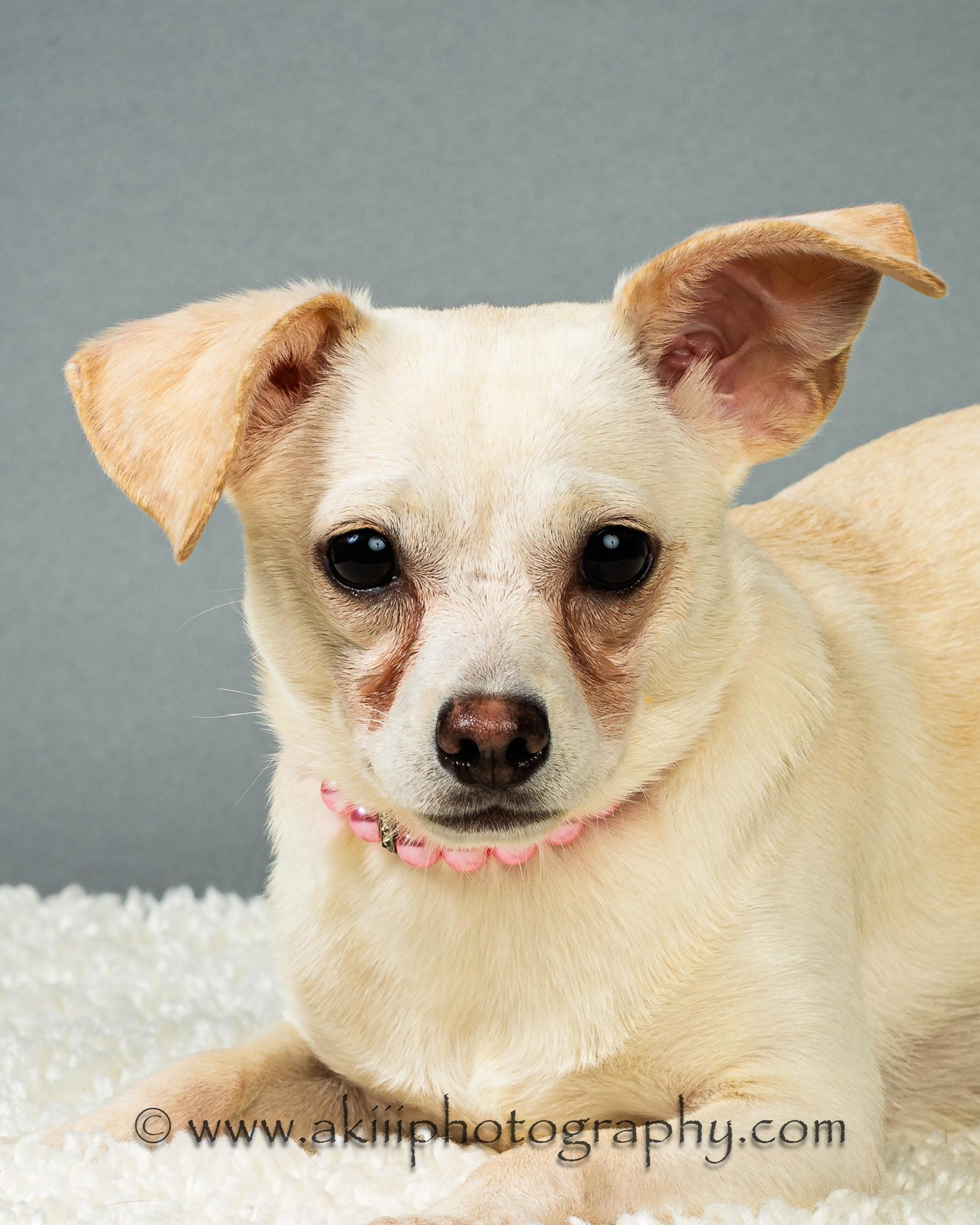 Opal, a ADOPTABLE Chihuahua in Plano, TX image 2/6