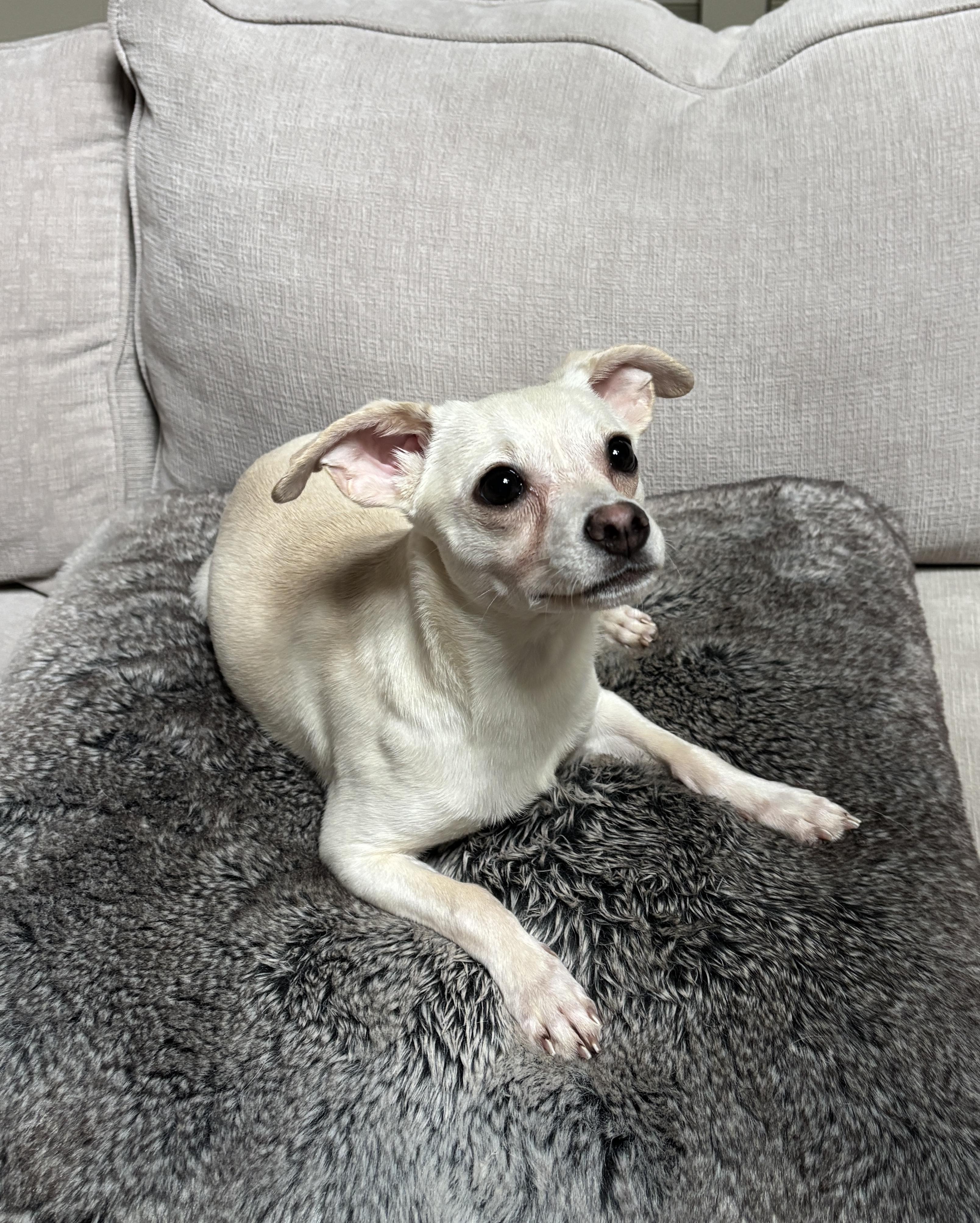 Enlarge Opal, a ADOPTABLE Chihuahua in Plano, TX image 2/2