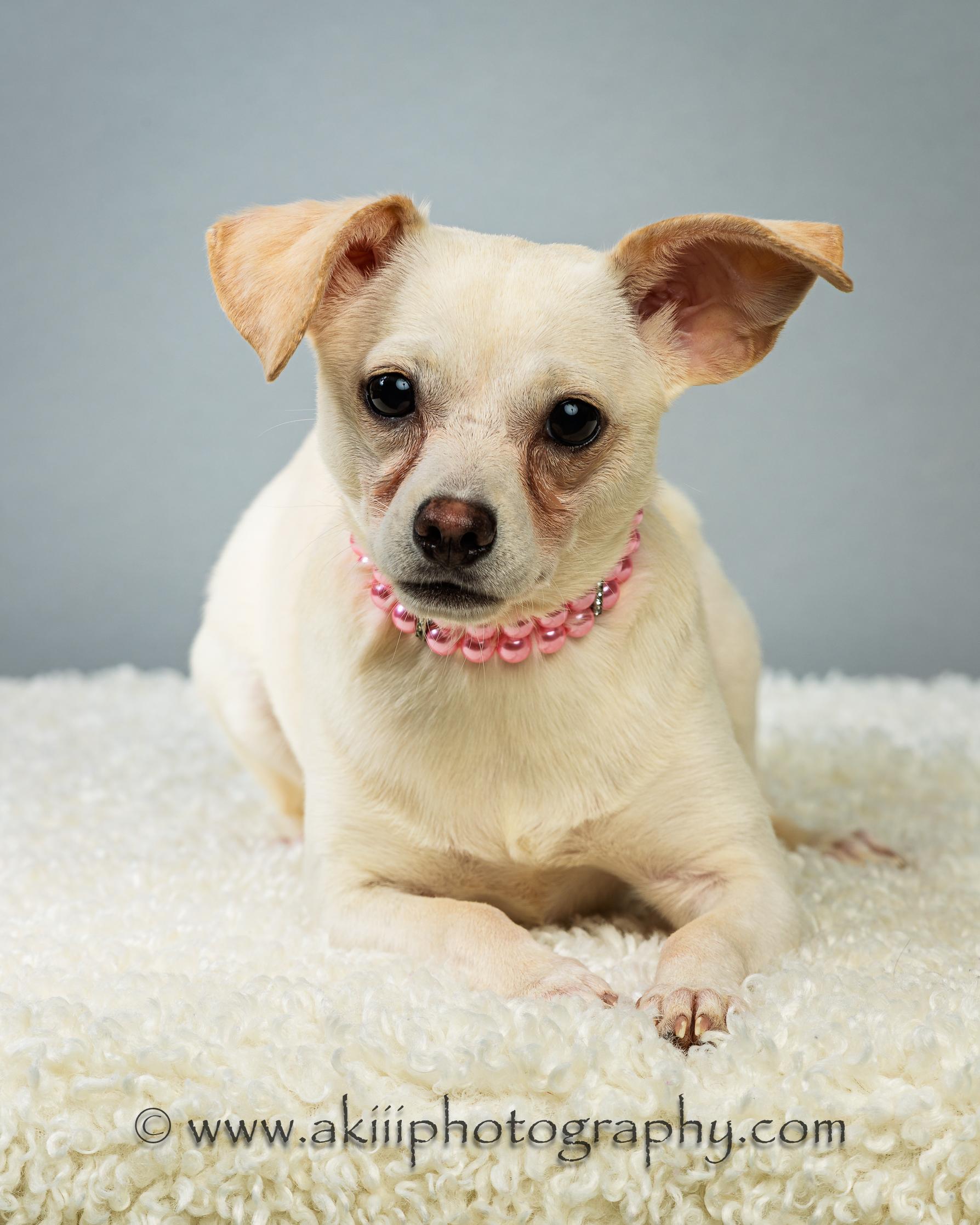 Opal, a ADOPTABLE Chihuahua in Plano, TX image 1/6