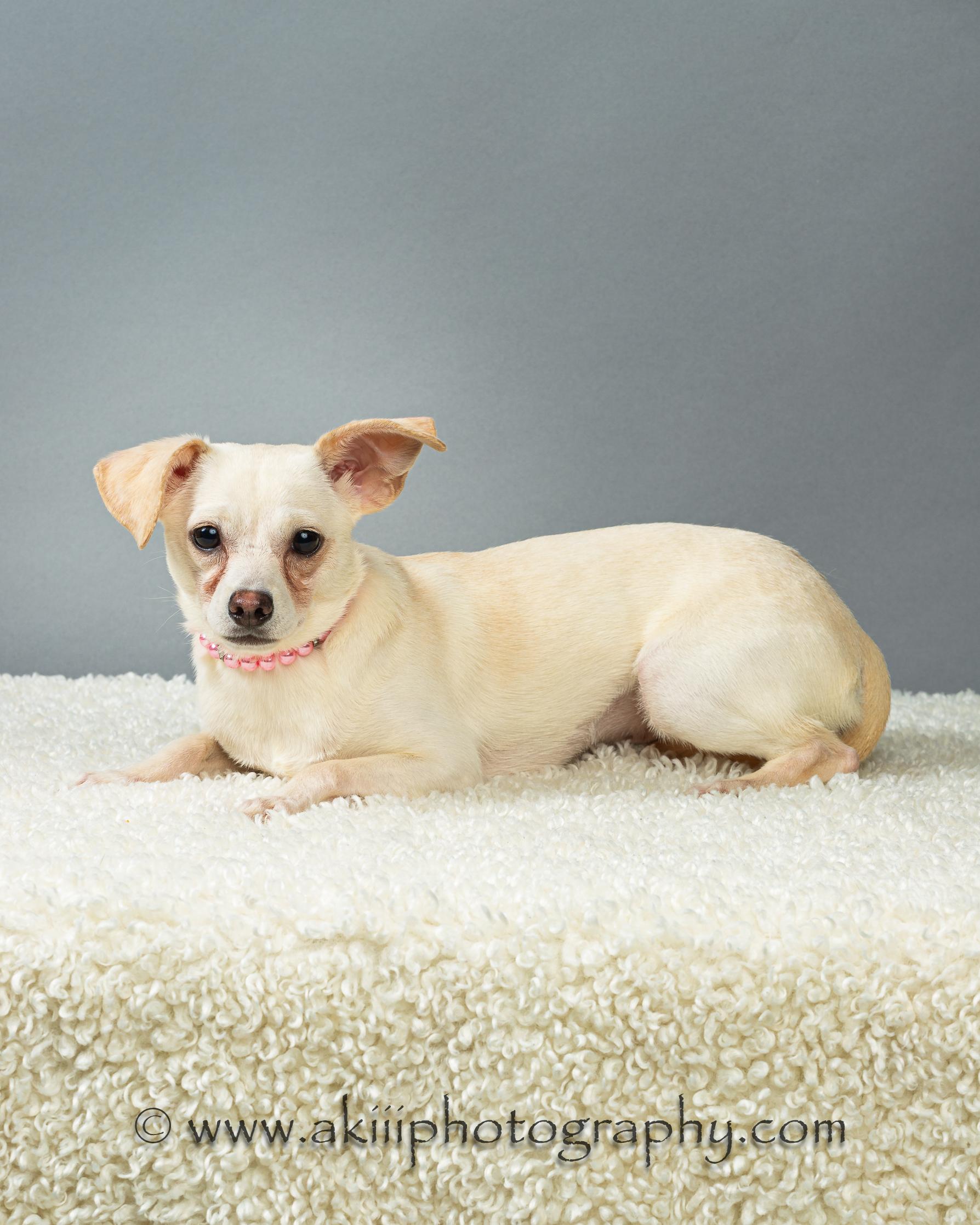 Opal, a ADOPTABLE Chihuahua in Plano, TX image 4/6